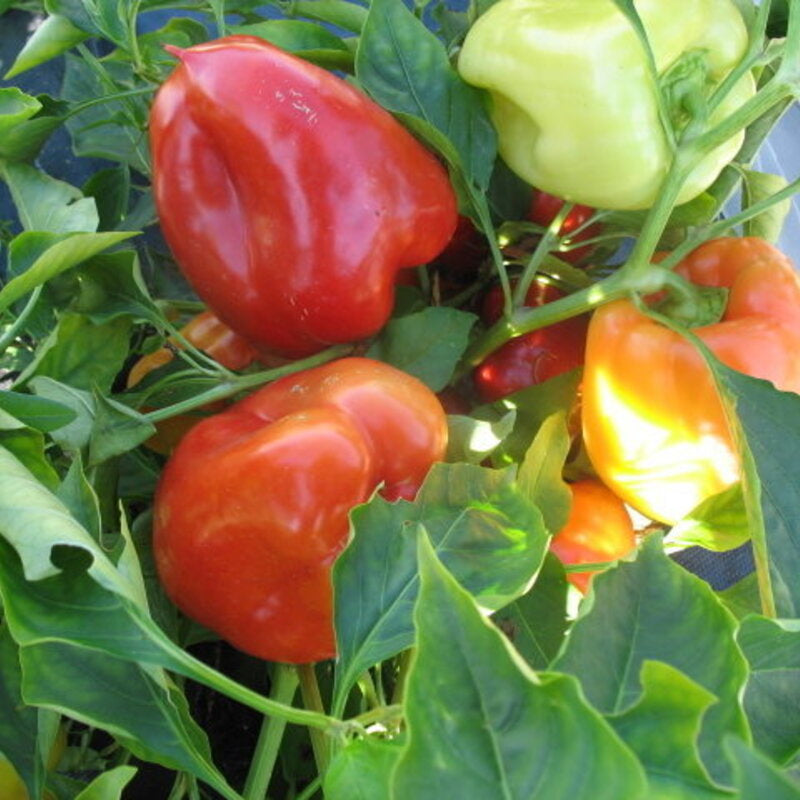 Garden Sunshine Pepper: A Vibrant, Sweet, and Flavorful Delight