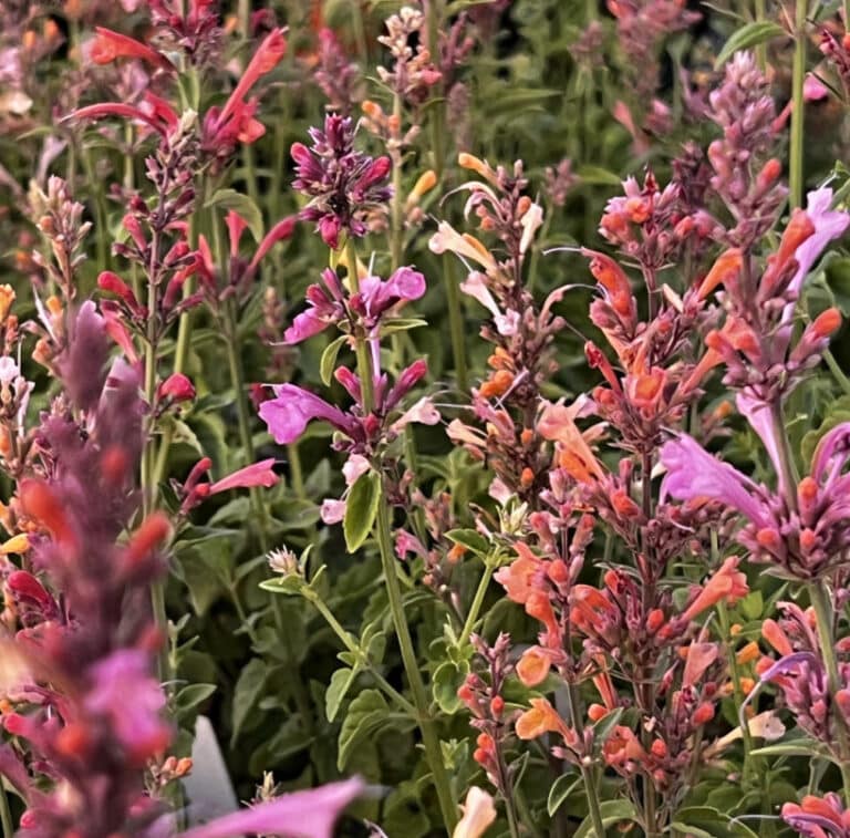 Agastache: Fragrant Delight Mix - A Burst of Citrus and Color