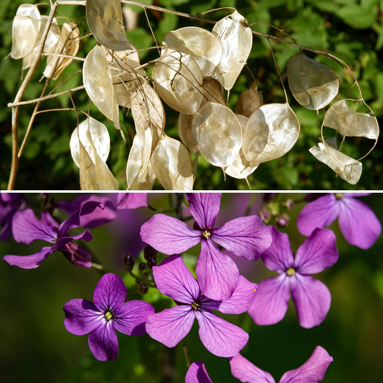 Honesty Plant: The Silver Lantern of the Garden