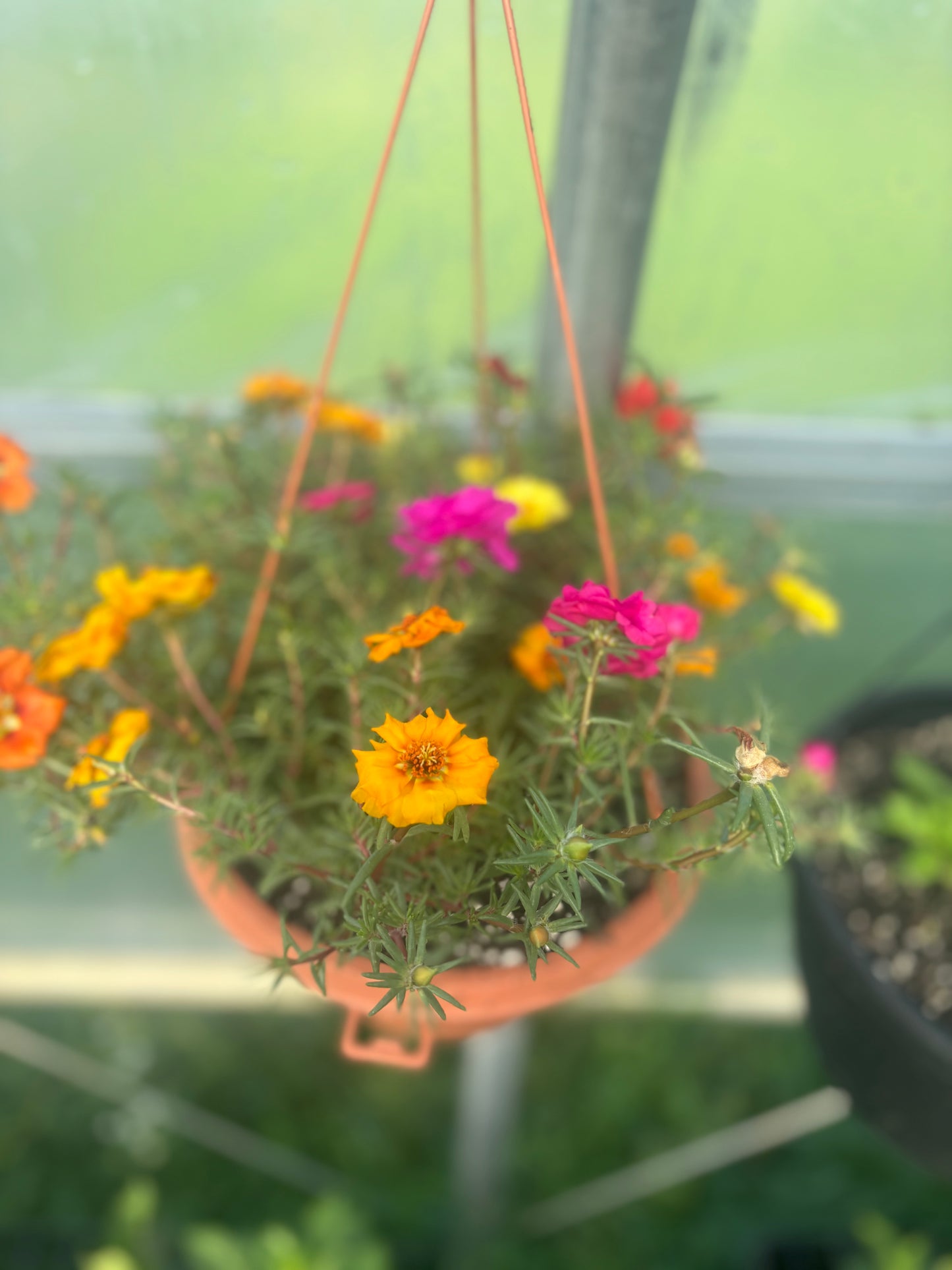 Moss Rose: Double Flowered Portulaca- A Vibrant Burst of Color