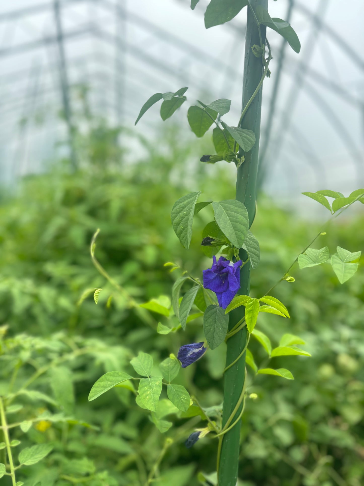 Butterfly Pea: Blue Queen- A Bloom of Magic and Tradition