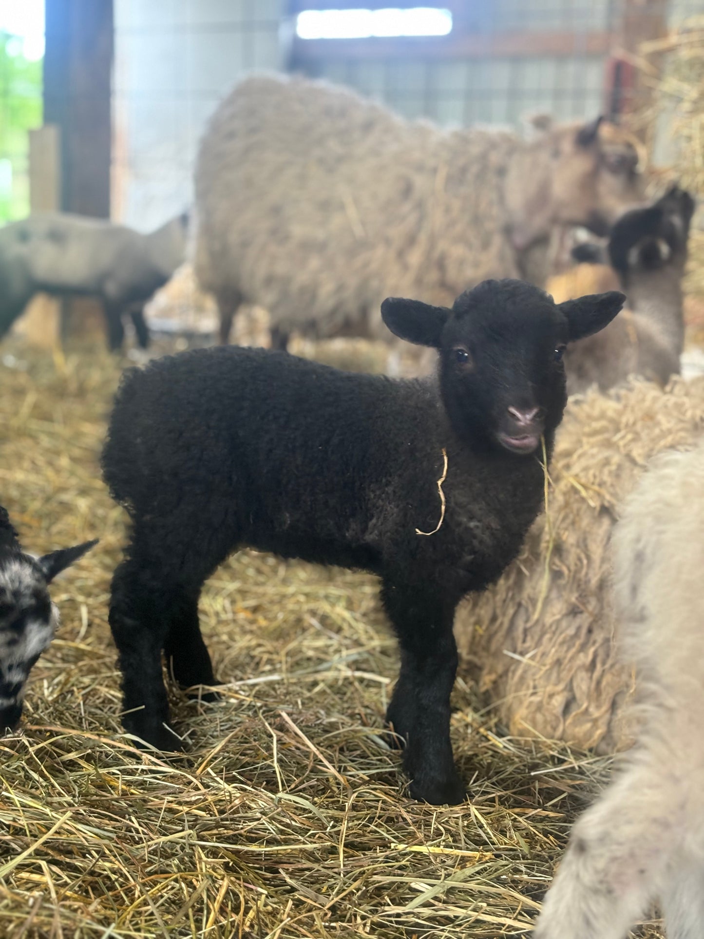 2025 Purebred Shetland Lambs