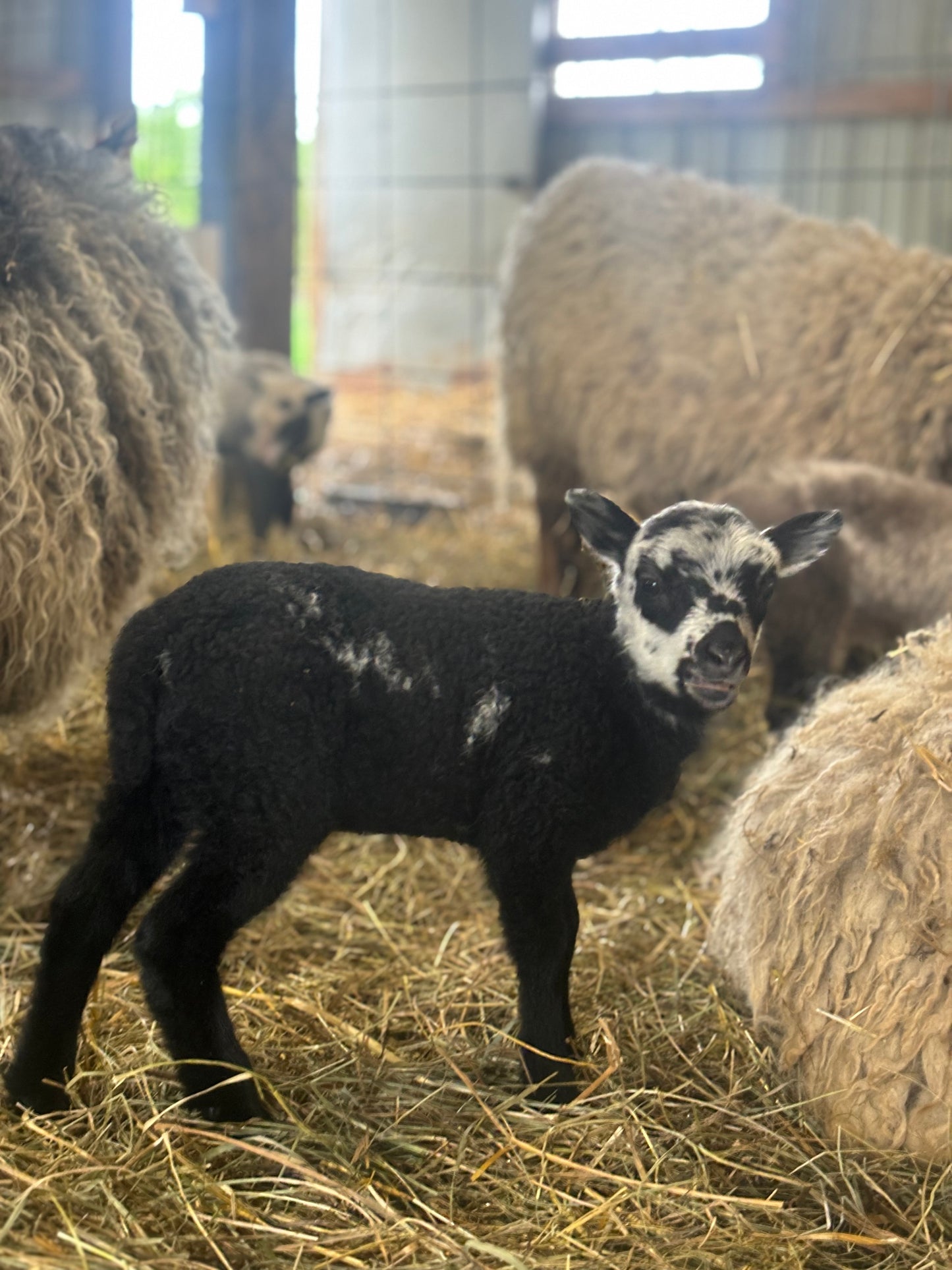 2025 Purebred Shetland Lambs