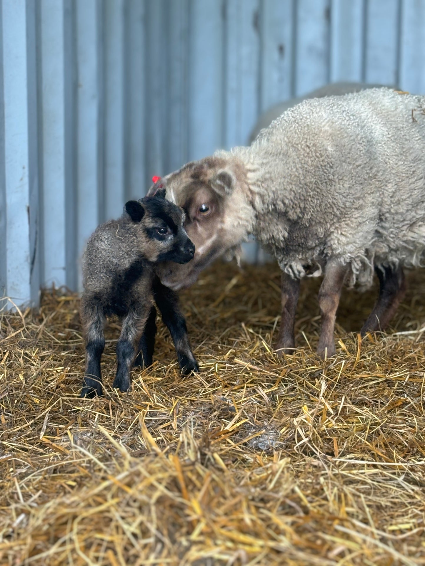 2025 Purebred Shetland Lambs