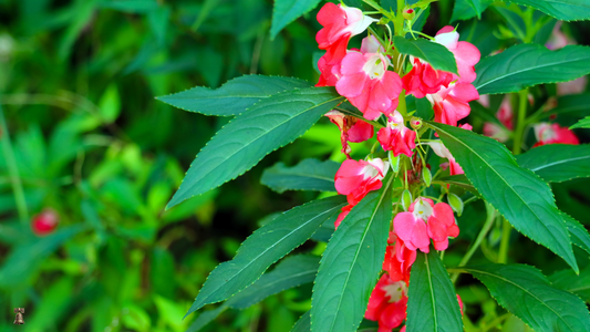 Balsam: The Playful Heirloom of Old-Fashioned Gardens