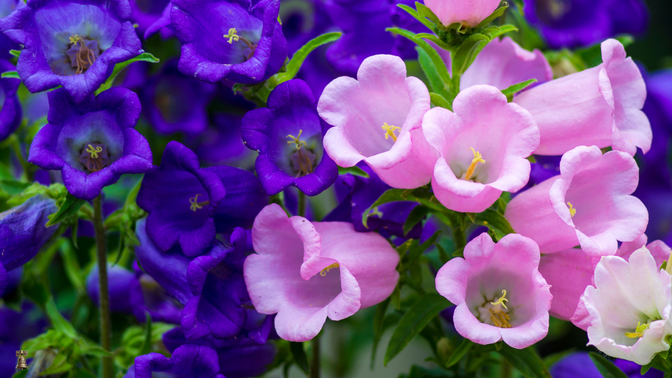 Canterbury Bells:Deluxe Mixed-A Timeless Garden Melody