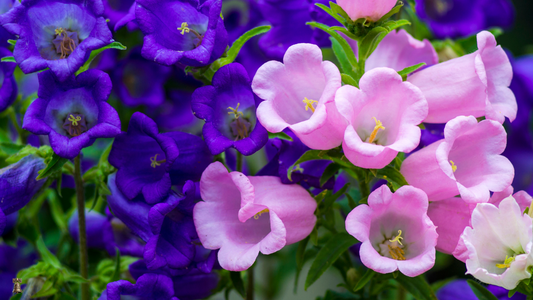 Canterbury Bells:Deluxe Mixed-A Timeless Garden Melody