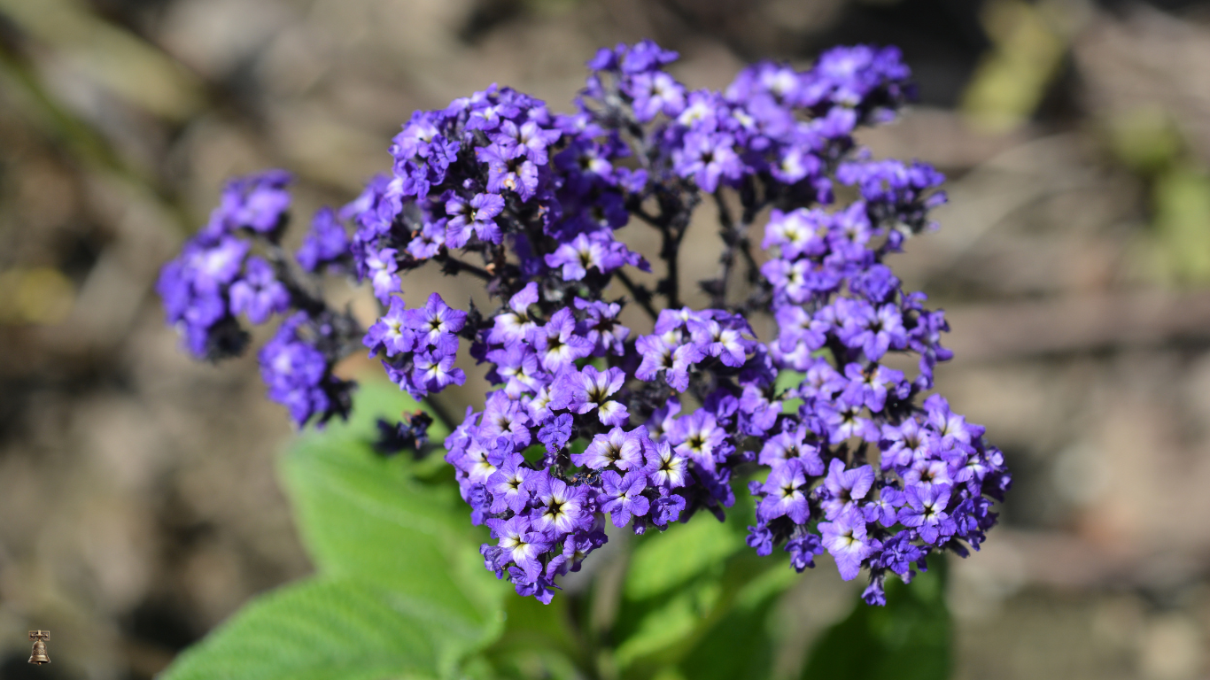 Heliotrope: The Scent of Old-World Gardens