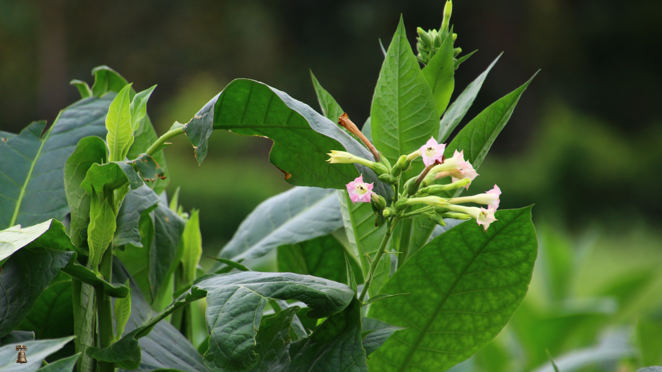 Wild Tobacco: Aztec Tobacco – A Storied Plant of Ancient Use