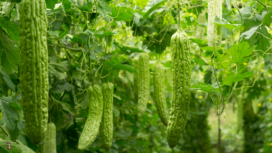 Armenian Cucumber: The Serpent of the Garden