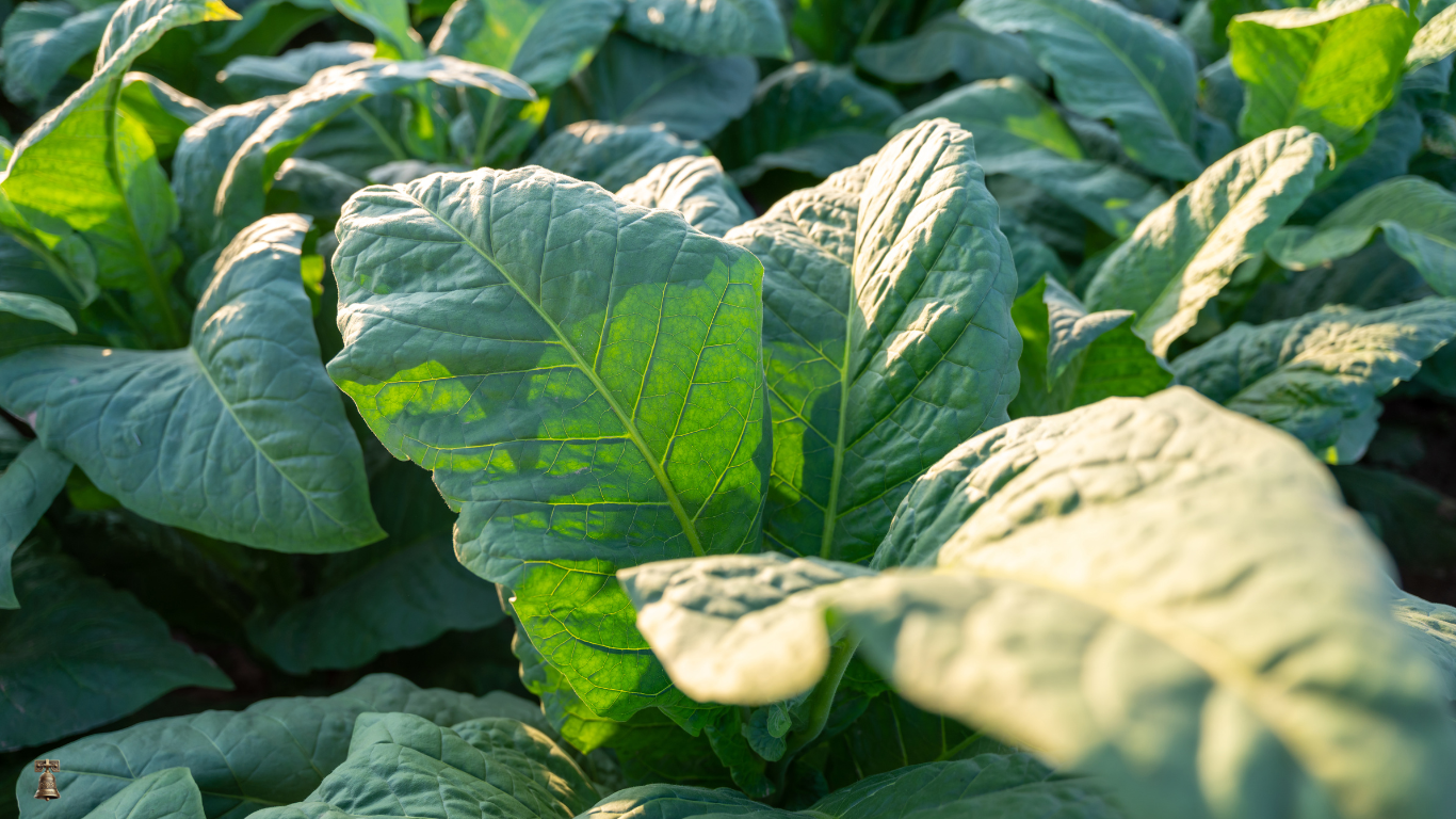 Wild Tobacco: Aztec Tobacco – A Storied Plant of Ancient Use