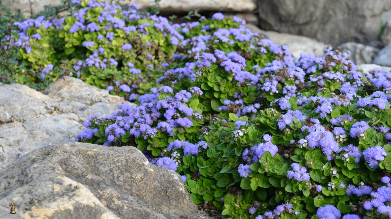 Ageratum: Ball Mixed - A Soft Cloud of Color