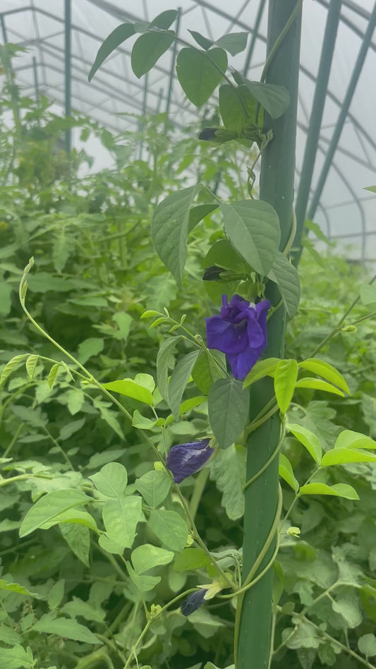 Butterfly Pea: Blue Queen- A Bloom of Magic and Tradition