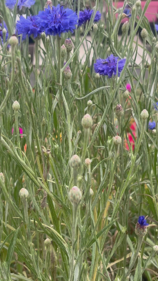 Bachelor Button Mix: A Wildflower Charm