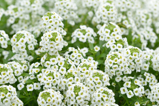 Carpet of Snow Alyssum: A Soft Blanket of Fragrance