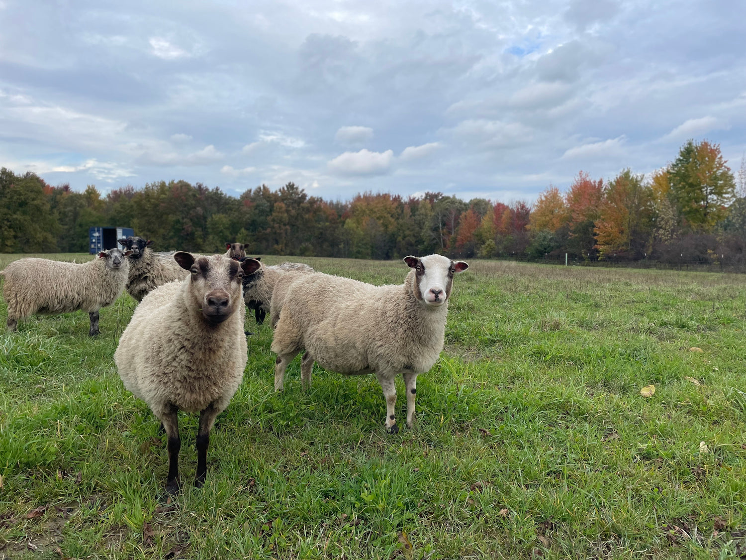 Shetland Sheep – Heritage, Hardiness & Charm
