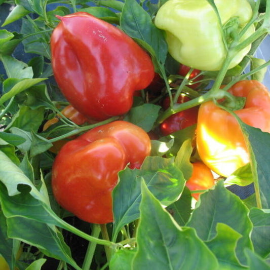 Garden Sunshine Pepper: A Vibrant, Sweet, and Flavorful Delight