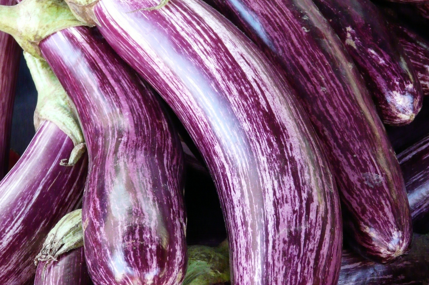 Antigua Eggplant: A Sweet and Stunning Heirloom