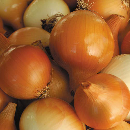 Yellow of Parma Onion: A Sweet and Robust Heirloom Treasure
