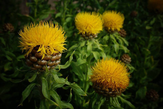 Globe Centaurea: The Gilded Wildflower