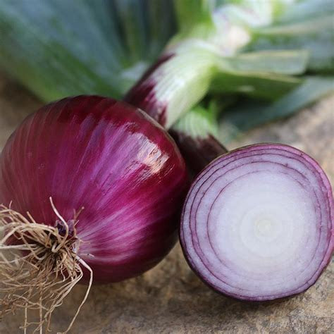 Ruby Red Onion: A Sweet and Vibrant Heirloom Favorite