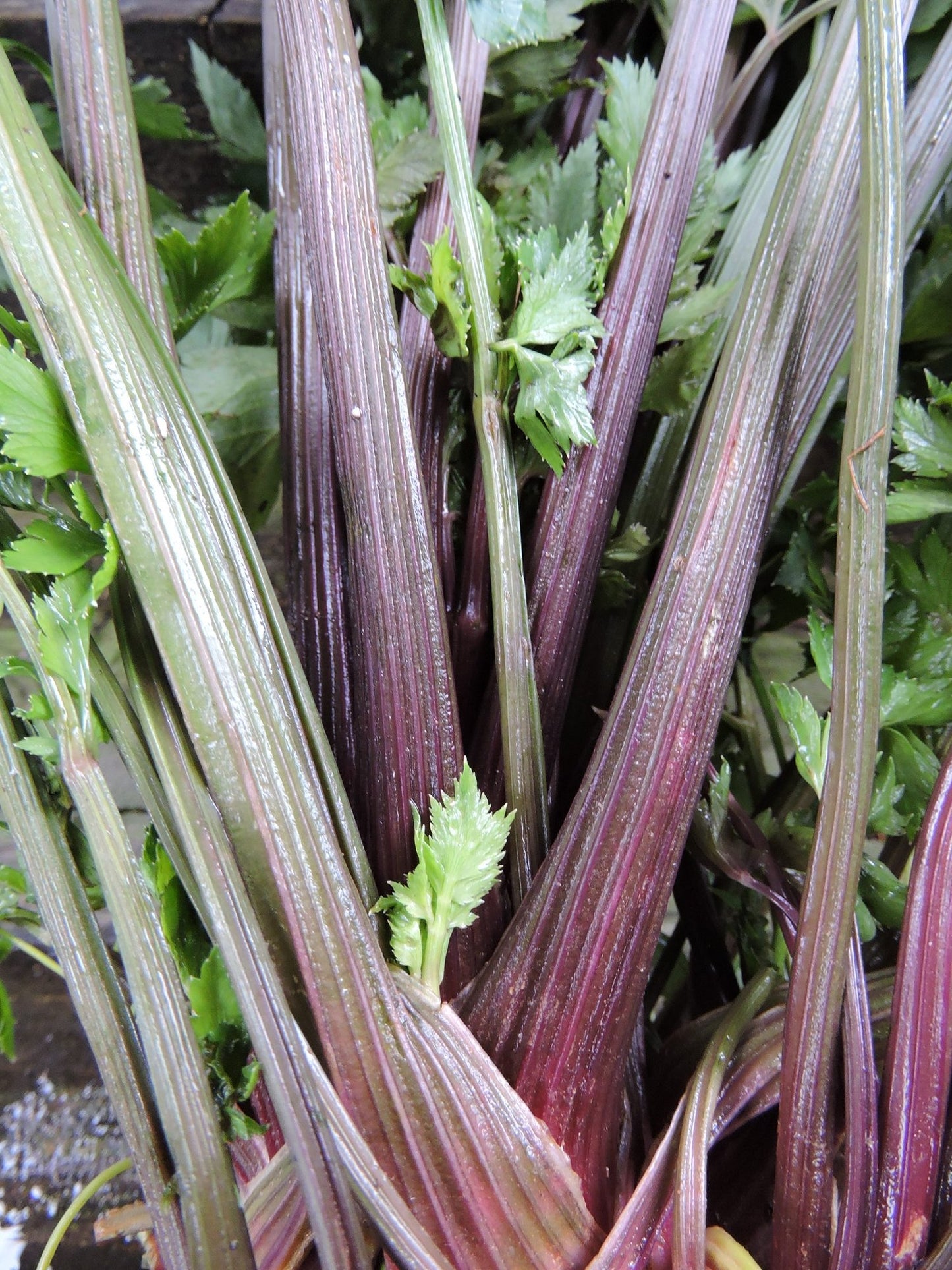 Pink Plume Celery: A Crisp and Colorful Twist on a Classic