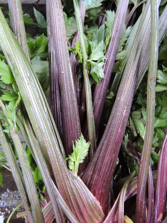 Pink Plume Celery: A Crisp and Colorful Twist on a Classic