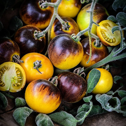 Wooly Kate Yellow Tomato: A Silky, Sweet Heirloom Delight