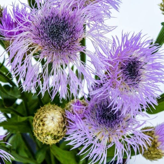 Pink Basket Flower: The Graceful Prairie Jewel