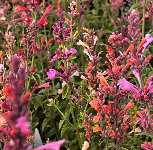 Agastache: Fragrant Delight Mix - A Burst of Citrus and Color