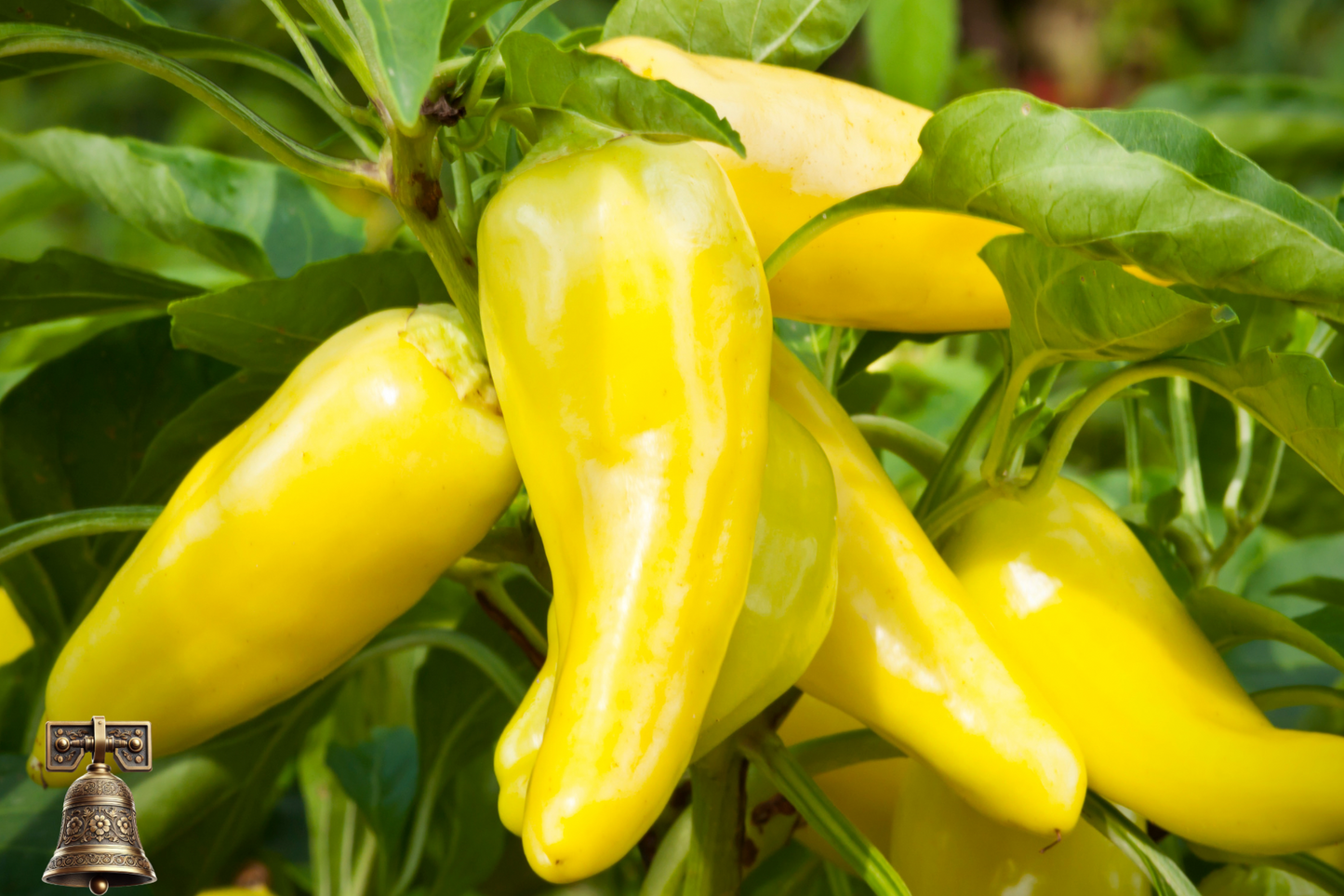 Banana Pepper: Sweet, Tangy, and Perfect for Pickling