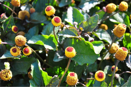 Toothache Plant: Bull’s Eye – A Tingling Heirloom Remedy