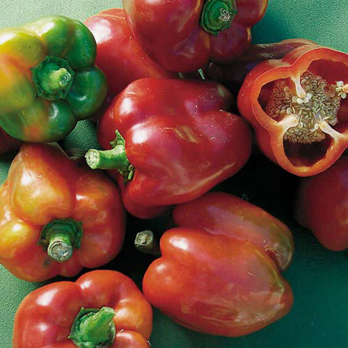 Bull Nose Bell Pepper: A Classic Heirloom with Bold Flavor