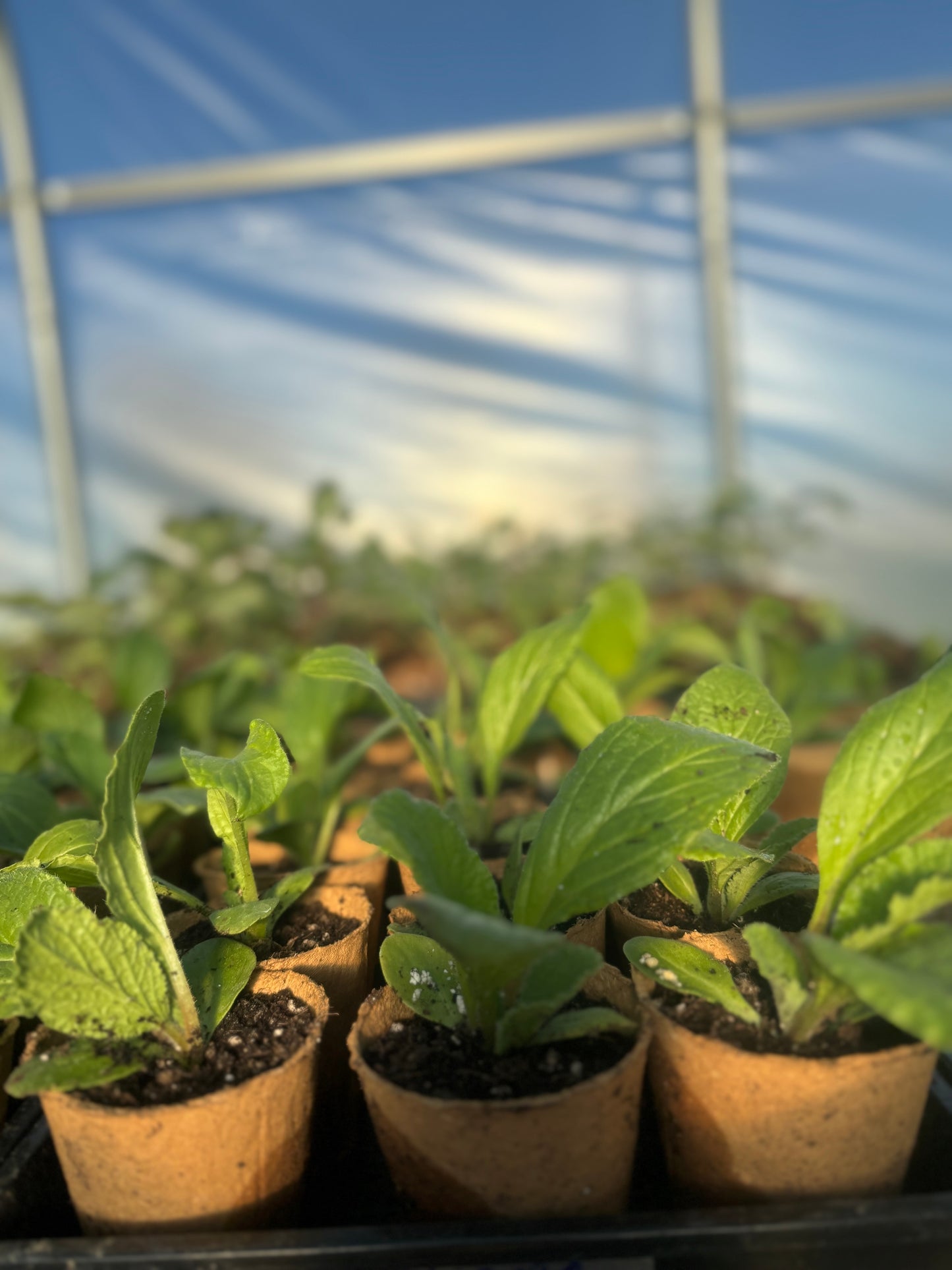 Borage: The Herb of Courage
