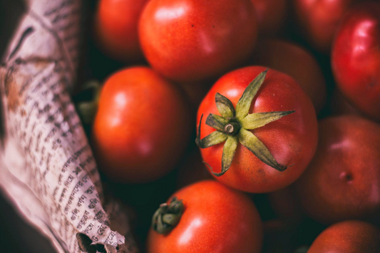 Tomato: Wisconsin 55  Time-Tested Heirloom for Perfect Harvests