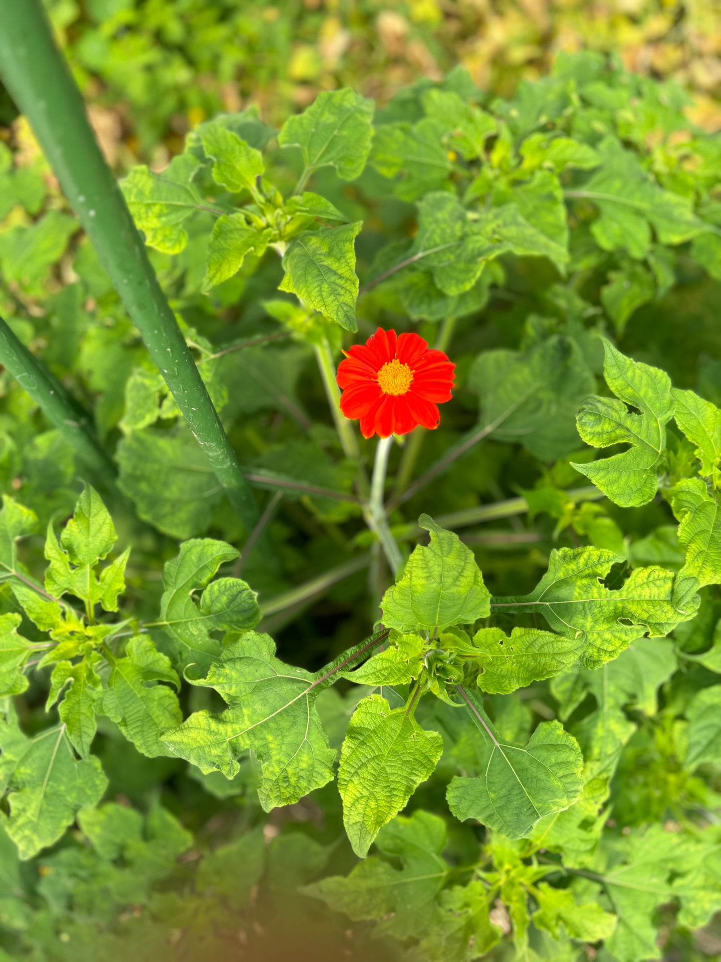Red Torch Mexican Sunflower: A Fiery Beacon of the Garden