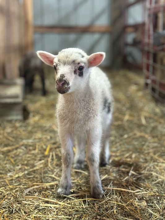 2025 Purebred Shetland Lambs