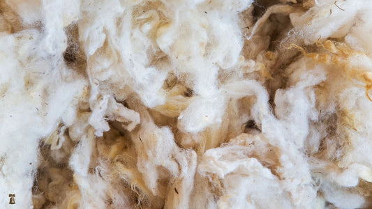Raw Unwashed Garden Wool from Skirted Fleece Discards