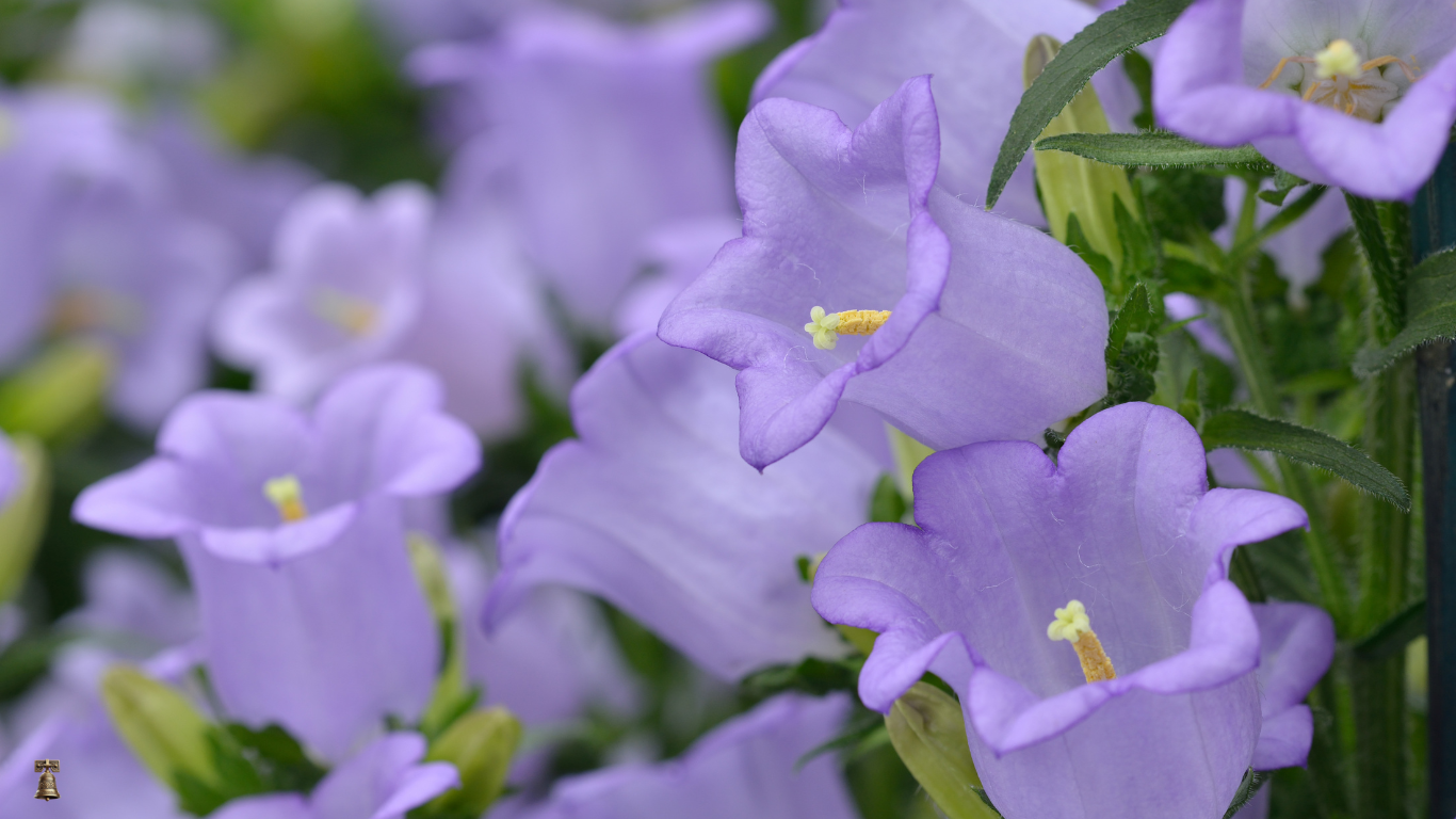 Canterbury Bells:Deluxe Mixed-A Timeless Garden Melody