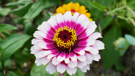 Zinnia: Whirlygig Mix- A Spiraling Burst of Color