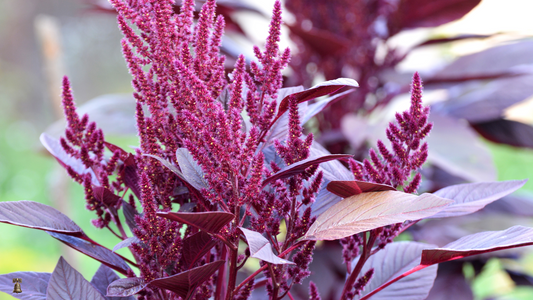 Hopi Red Dye Amaranth: A Sacred Heirloom of Deep Crimson