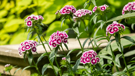Sweet William:Electron Blend- A Classic Cottage Garden Treasure