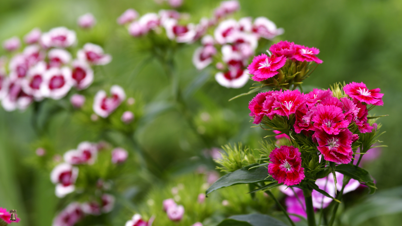 Sweet William:Electron Blend- A Classic Cottage Garden Treasure