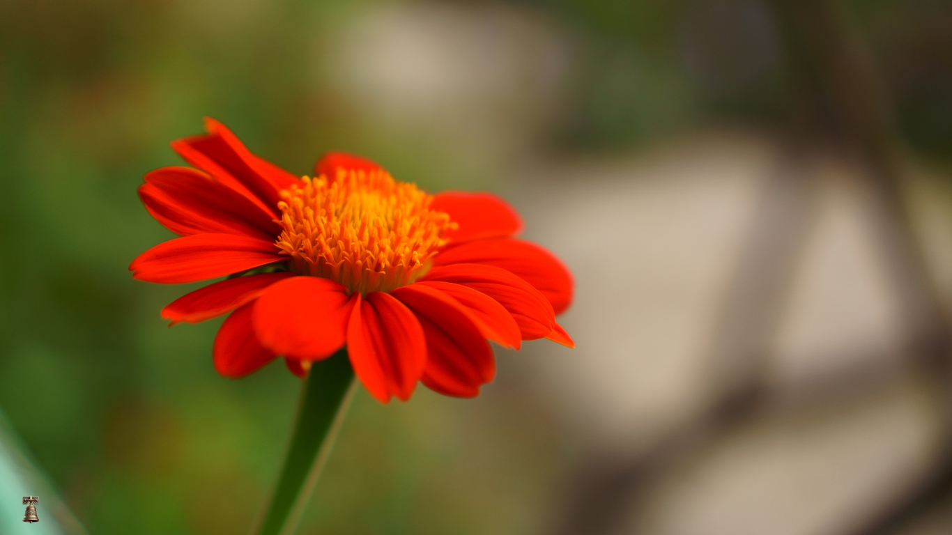 Red Torch Mexican Sunflower: A Fiery Beacon of the Garden