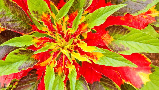 Joseph’s Coat: A Tapestry of Living Color