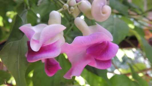 Snail Vine: A Spiral of Fragrance and Wonder