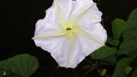 Giant Moonflower: The Enchanted Bloom of Night Gardens