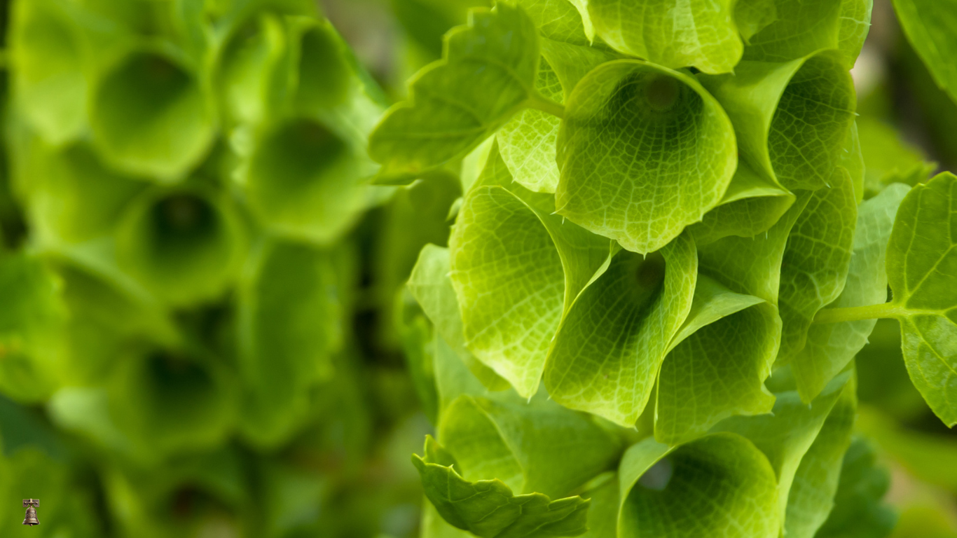 Bells of Ireland: The Whisper of Old-World Gardens