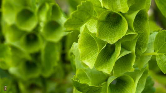 Bells of Ireland: The Whisper of Old-World Gardens