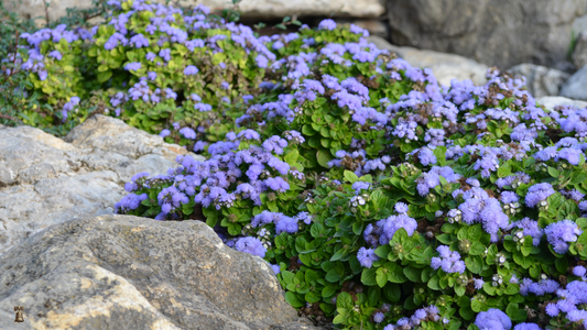 Ageratum: Ball Mixed - A Soft Cloud of Color